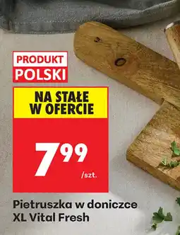 Biedronka Pietruszka w doniczce oferta