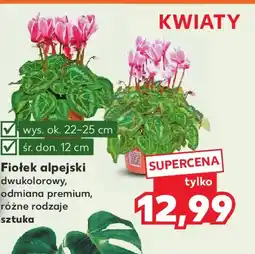 Kaufland Fiołek alpejski oferta