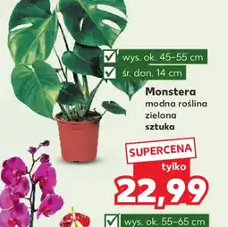 Kaufland Monstera oferta