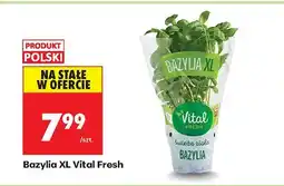 Biedronka Bazylia XL Vital Fresh oferta