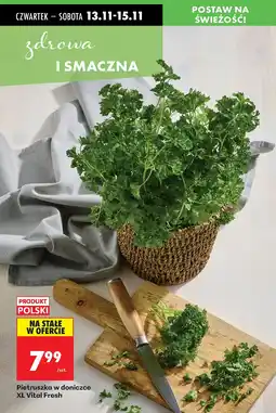 Biedronka Pietruszka w doniczce XL Vital Fresh oferta