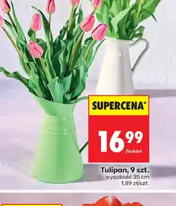 Biedronka Tulipan oferta