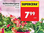 Biedronka Schlumbergera oferta