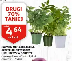 Auchan Bazylia, mięta, kolendra, szczypior, pietruszka lub lubczyk w doniczce oferta