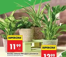 Biedronka Kwiaty zielone filtrujące powietrze oferta