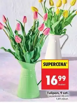 Biedronka Tulipan, 9 szt oferta
