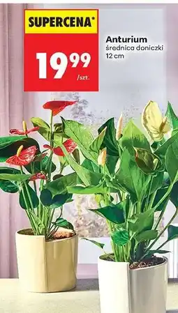 Biedronka Anturium oferta