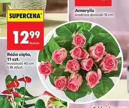 Biedronka Róże 40 cm oferta