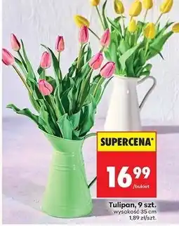 Biedronka Tulipany 35 cm oferta