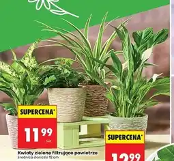 Biedronka Kwiaty zielone filtrujące powietrze śr. don. 12 cm oferta
