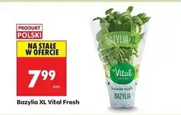 Biedronka Bazylia Vital Fresh oferta