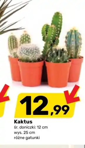 Bricomarche Kaktus oferta