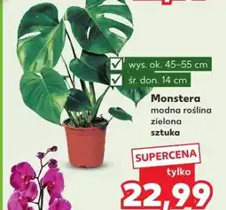 Kaufland Monstera don. 14 cm oferta