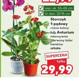 Kaufland Anturium oferta