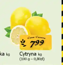 Cezar Delikatesy Cytryna oferta