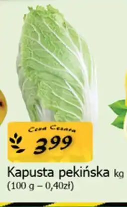 Cezar Delikatesy Kapusta pekińska oferta