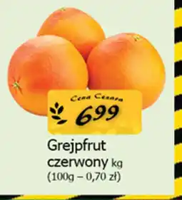 Cezar Delikatesy Grejpfrut czerwony oferta