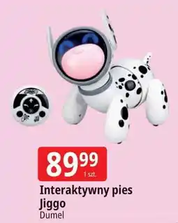 E.Leclerc Pies jiggo Dumel oferta