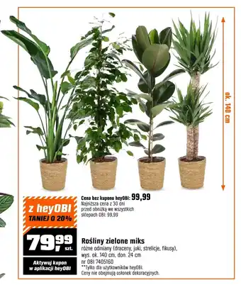 OBI Roślina doniczkowa oferta
