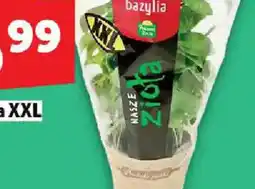 Topaz Pomidor cherry oferta