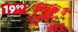 Biedronka Poinsecja sztuczna ze światełkami led oferta
