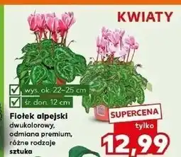 Kaufland Fiołek alpejski oferta