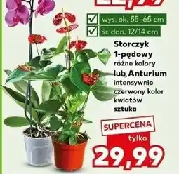 Kaufland Anturium w donicy śr. 12 cm oferta