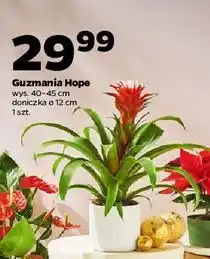 Netto Guzmania hope doniczka 12 cm oferta
