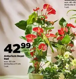 Netto Anturium royal red 17 cm oferta
