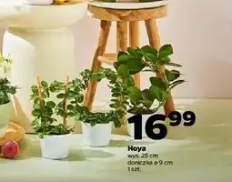 Netto Hoya don. 9 cm oferta