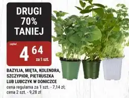 bi1 Bazylia w doniczce oferta