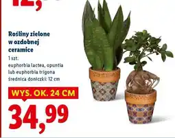 Lidl Rośliny zielone w ozdobnej ceramice oferta