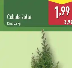 ALDI Hiacynt w osłonce świątecznej oferta