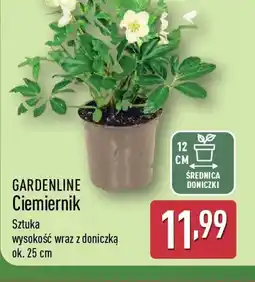 ALDI GARDENLINE Ciemiernik oferta