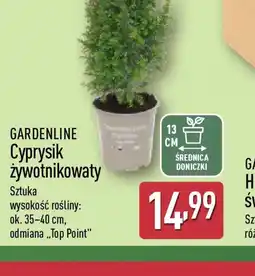 ALDI Cyprysik żywotnikowaty oferta