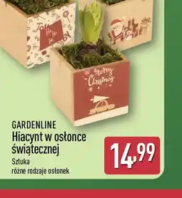 ALDI GARDENLINE Hiacynt w osłonce świątecznej oferta