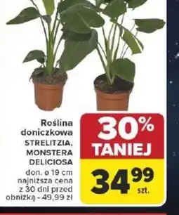 Carrefour Roślina doniczkowa oferta