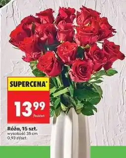 Biedronka Róźa 15 szt oferta