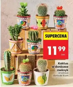 Biedronka Kaktus w doniczce meksyk oferta