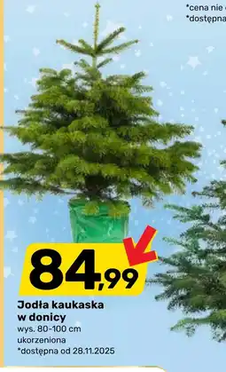 Bricomarche Jodła kaukaska oferta