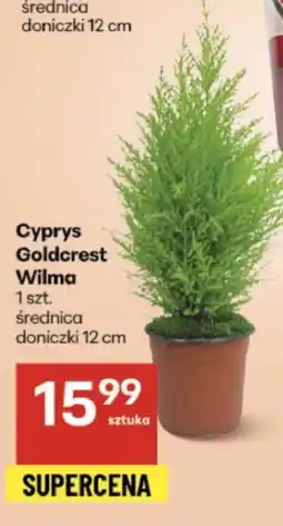 Delikatesy Centrum Cyprys Goldcrest oferta