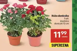 Delikatesy Centrum Róża oferta