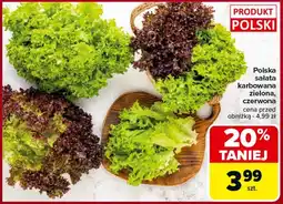 Carrefour Sałata Polski oferta