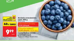 Biedronka Borówka amerykańska oferta