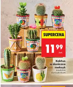 Biedronka Kaktus w doniczce oferta