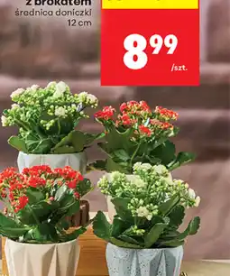 Biedronka Kalanchoe oferta