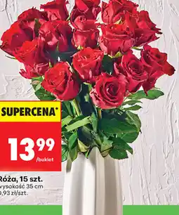 Biedronka Róża oferta