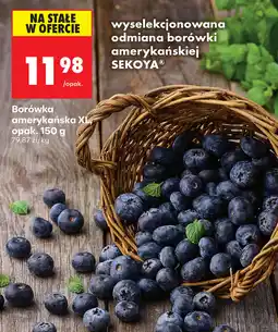 Biedronka Borówka amerykańska oferta