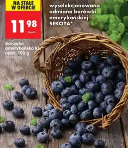 Biedronka Wyselekcjonowana odmiana borówki amerykańskiej Sekoya, borówka amerykańska XL, opak. 150g oferta