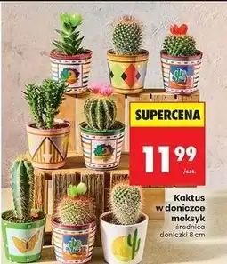 Biedronka Kaktus w ceramicznej donicy meksyk don. 8 cm oferta